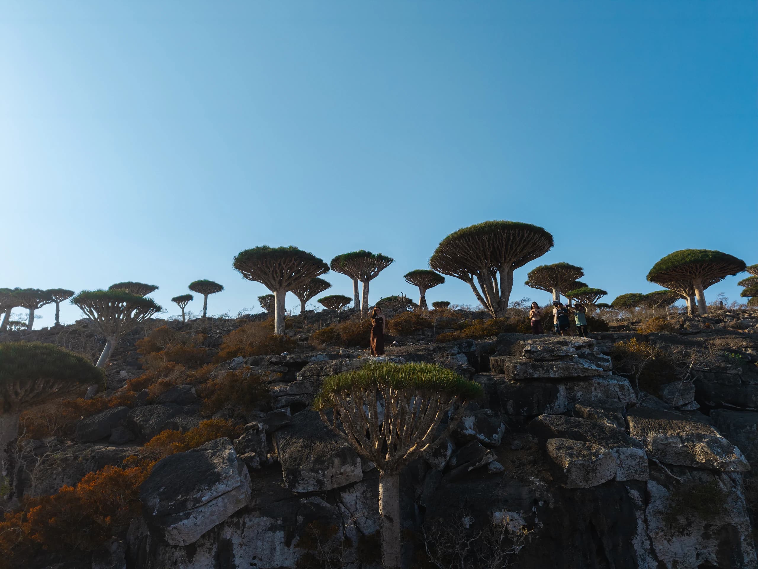 Why Socotra Is Different: Nature, Landscapes & Adventure